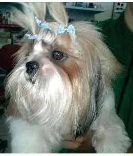 Cachorro raça Shih-tzu idade 5 anos nome Cristal