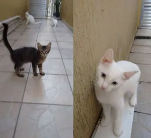 Gato raça não tem idade 2 a 6 meses nome não tem