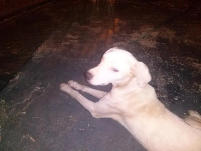 Cachorro ra a mistura de Dalmata idade 7 a 11 meses nome Branquinha