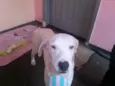 Branquinha