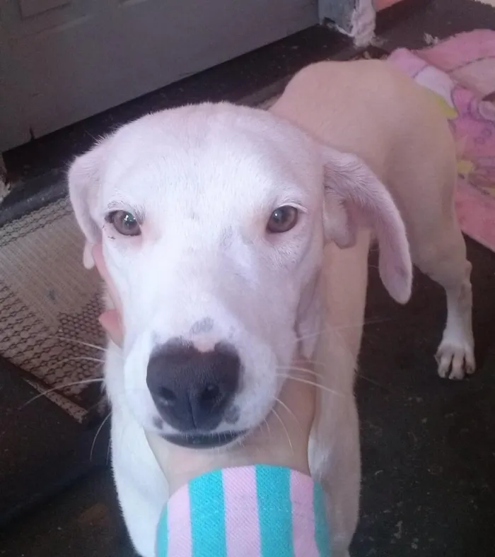 Cachorro ra a mistura de Dalmata idade 7 a 11 meses nome Branquinha