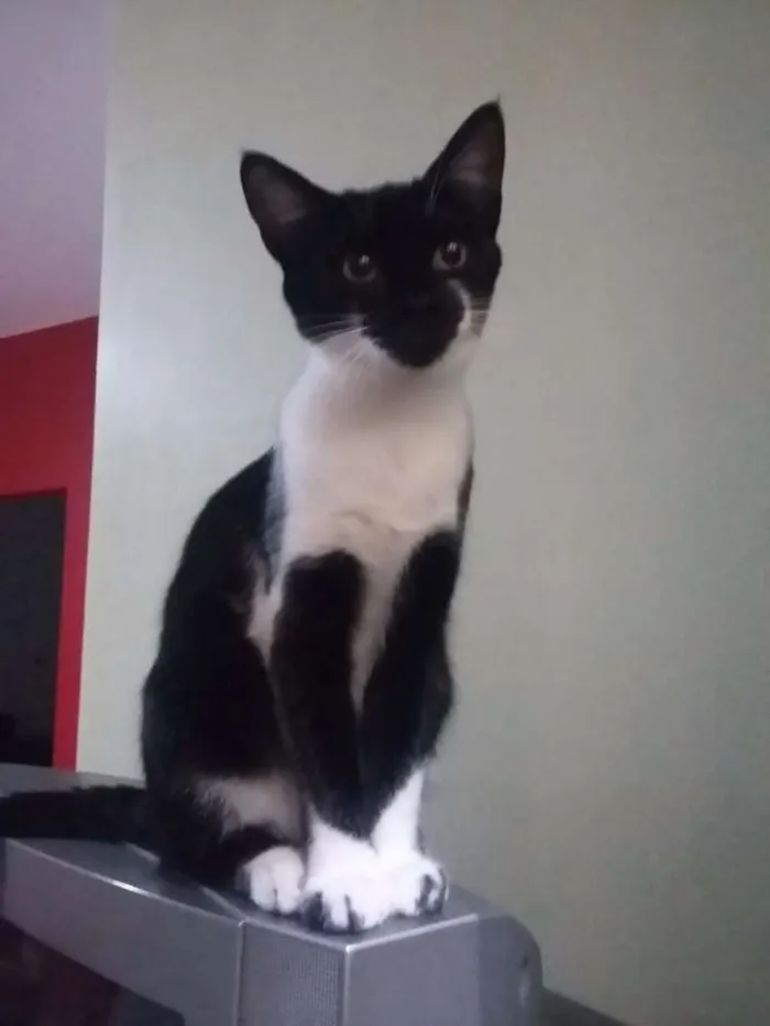 Gato ra a SRD idade 2 a 6 meses nome Menina