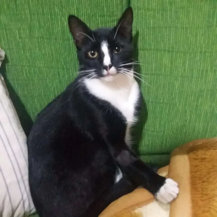 Gato ra a SRD idade 2 a 6 meses nome Meninão