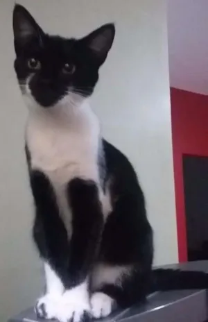 Gato raça SRD idade 2 a 6 meses nome Menina