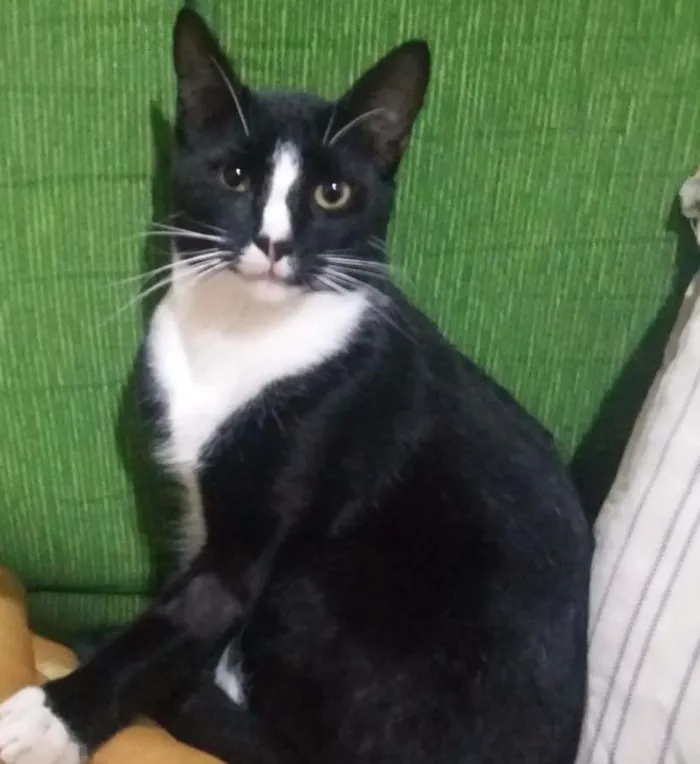 Gato ra a SRD idade 2 a 6 meses nome Meninão