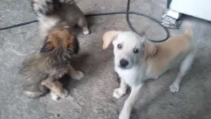 Cachorro raça misturado idade Abaixo de 2 meses nome ainda não tem nomes