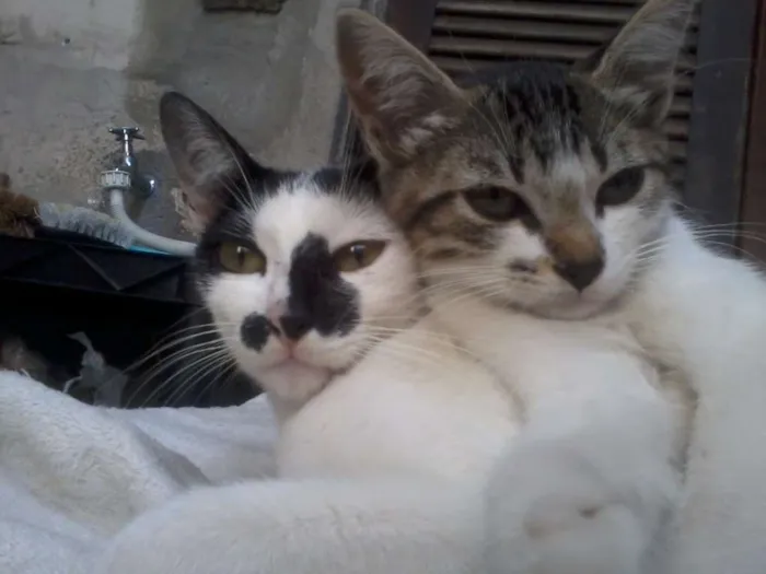 Gato raça r n d idade 7 a 11 meses nome lady