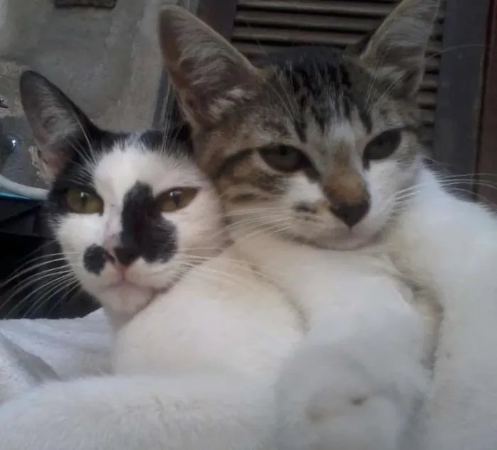 Gato raça r n d idade 7 a 11 meses nome lady