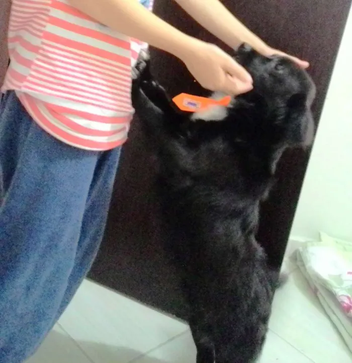 Cachorro raça SRD idade 1 ano nome Léo