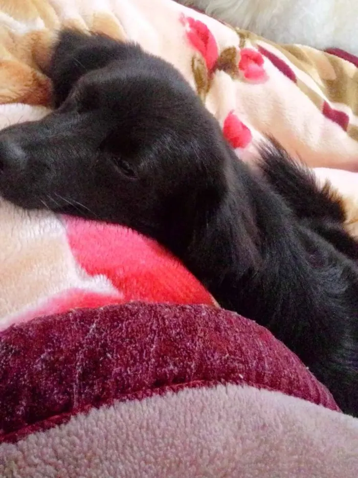Cachorro raça SRD idade 1 ano nome Léo