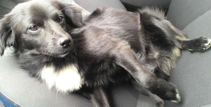 Cachorro raça SRD idade 1 ano nome Léo