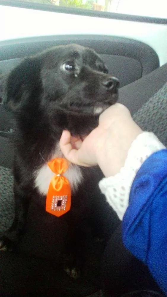 Cachorro raça SRD idade 1 ano nome Léo