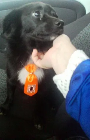 Cachorro raça SRD idade 1 ano nome Léo