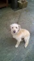 pipoca