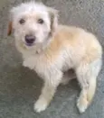 pipoca