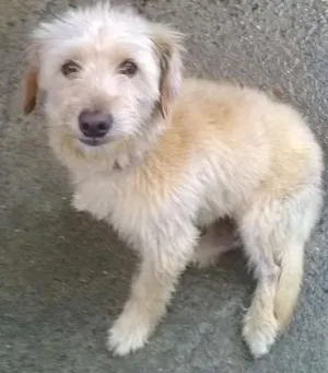 Cachorro raça viralata idade 2 anos nome pipoca
