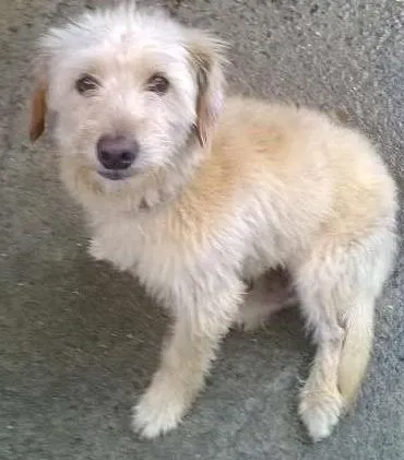 Cachorro ra a viralata idade 2 anos nome pipoca