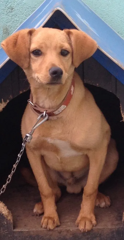 Cachorro raça Vira lata  idade 2 a 6 meses nome Bolota 