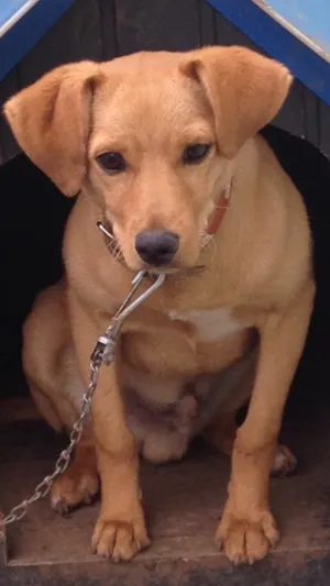 Cachorro raça Vira lata  idade 2 a 6 meses nome Bolota 