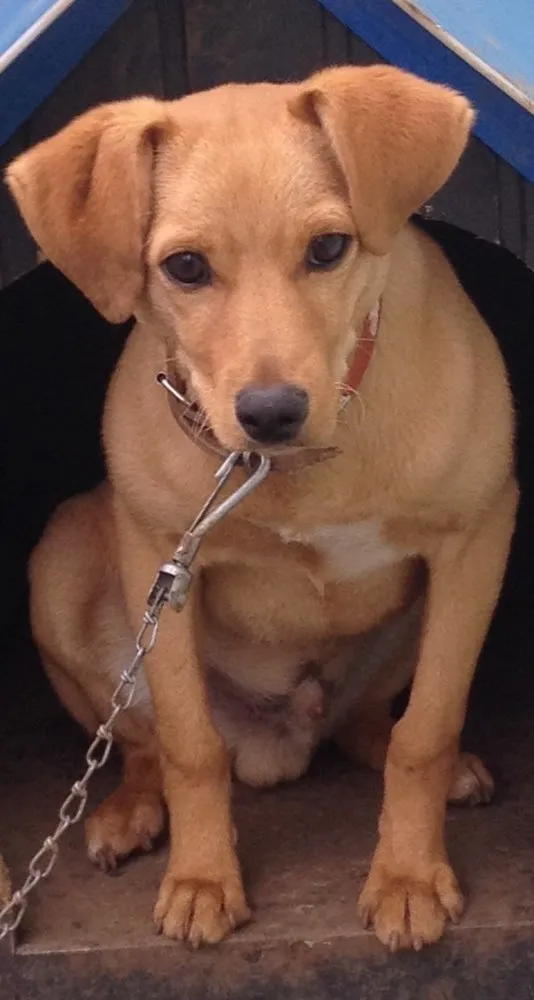 Cachorro raça Vira lata  idade 2 a 6 meses nome Bolota 