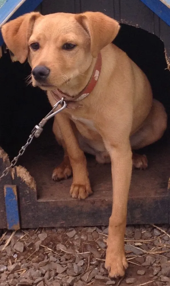Cachorro raça Vira lata  idade 2 a 6 meses nome Bolota 