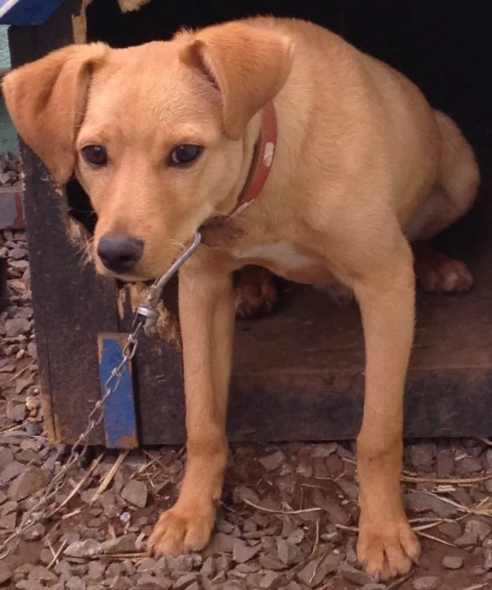 Cachorro raça Vira lata  idade 2 a 6 meses nome Bolota 