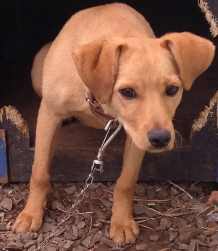Cachorro raça Vira lata  idade 2 a 6 meses nome Bolota 