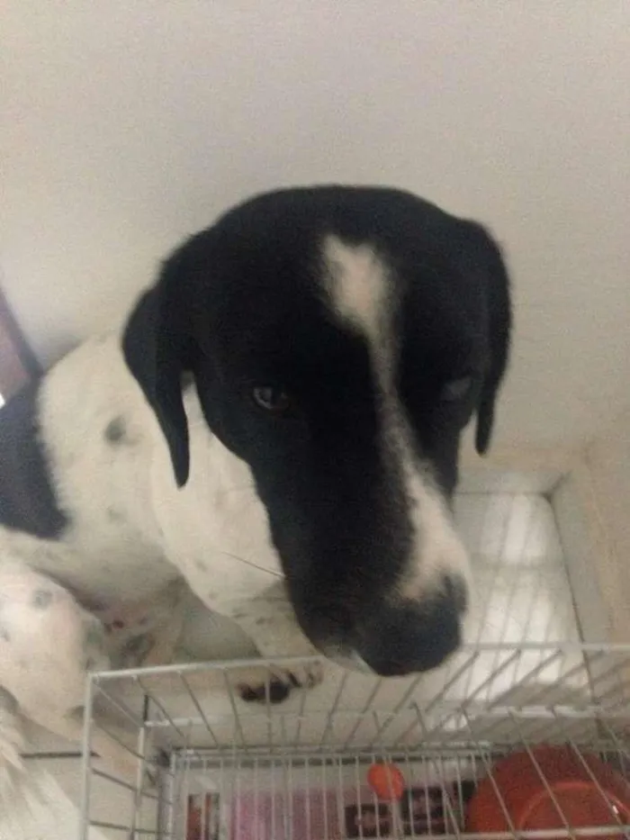 Cachorro ra a Vira Lata idade 3 anos nome Guerreiro