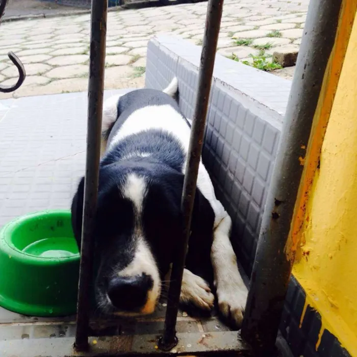 Cachorro ra a Vira Lata idade 3 anos nome Guerreiro