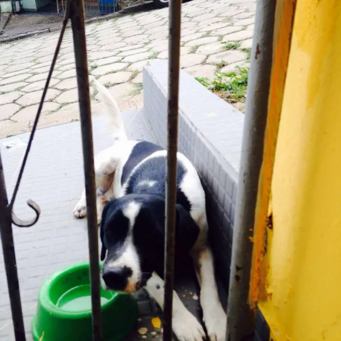 Cachorro ra a Vira Lata idade 3 anos nome Guerreiro