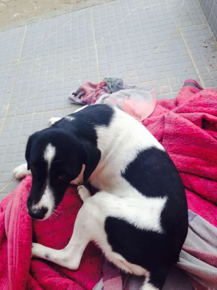 Cachorro ra a Vira Lata idade 3 anos nome Guerreiro