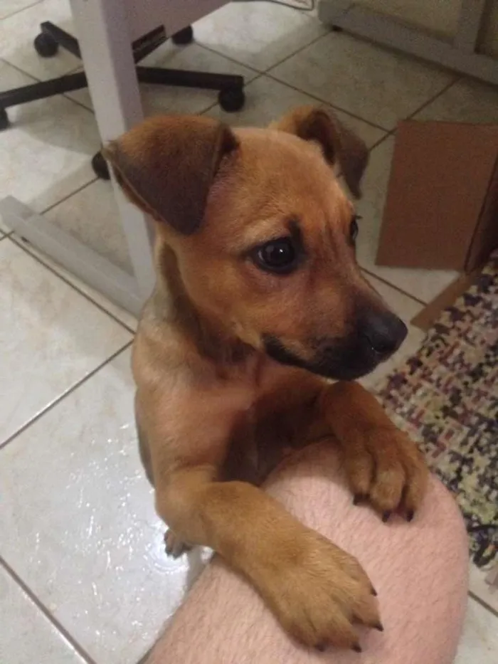 Cachorro ra a Não definida  idade Abaixo de 2 meses nome Sem nome