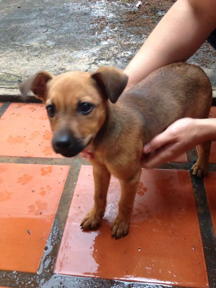 Cachorro ra a Não definida  idade Abaixo de 2 meses nome Sem nome