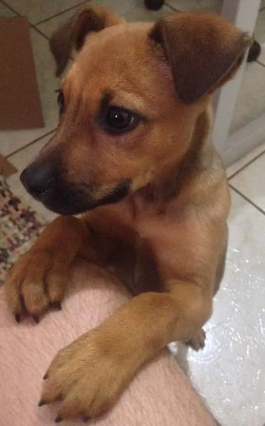 Cachorro ra a Não definida  idade Abaixo de 2 meses nome Sem nome