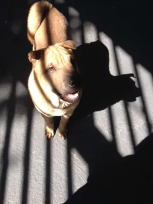 Cachorro raça SHARPEI idade 2 a 6 meses nome LUPPY