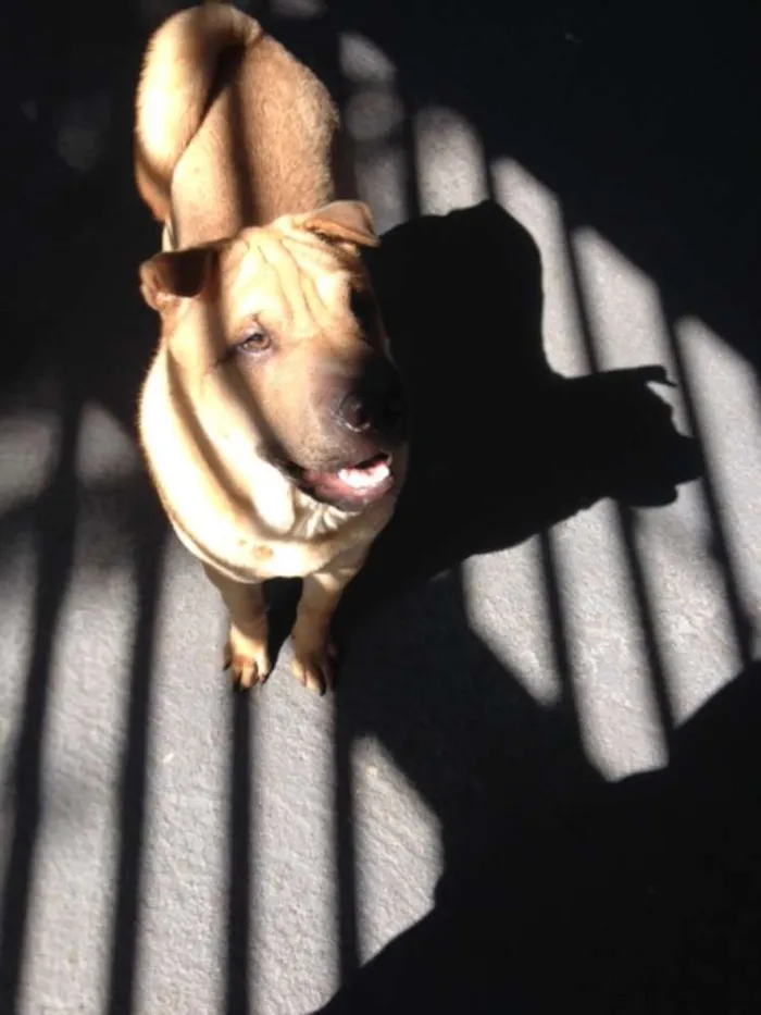Cachorro ra a SHARPEI idade 2 a 6 meses nome LUPPY