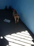 LUPPY