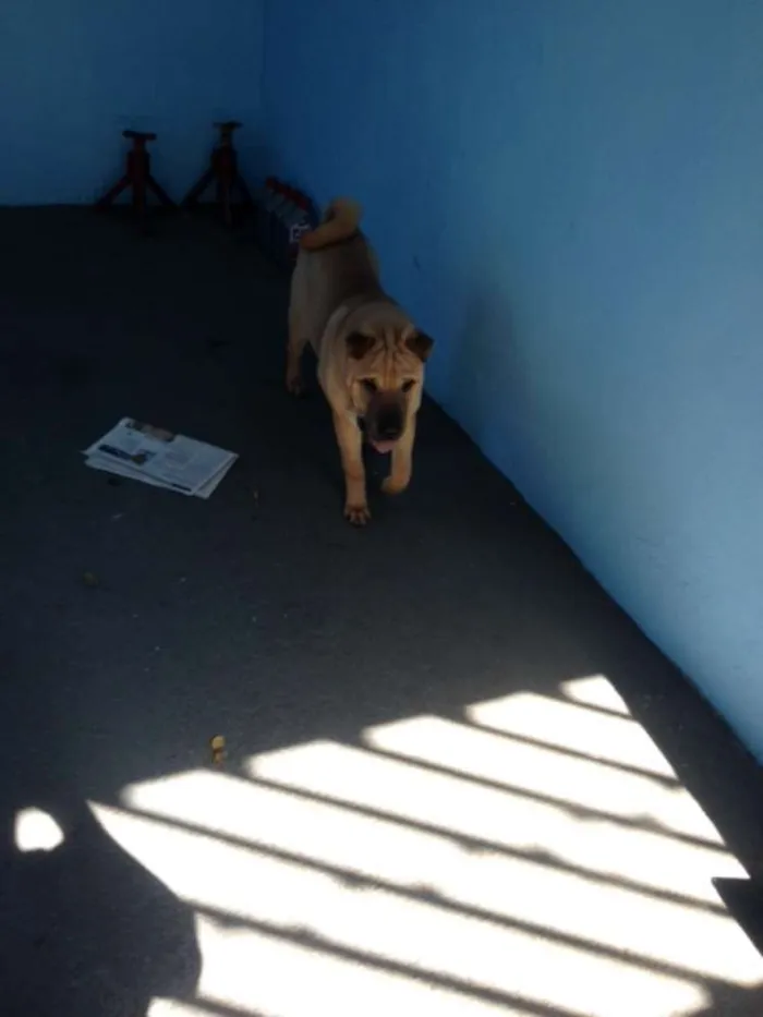 Cachorro ra a SHARPEI idade 2 a 6 meses nome LUPPY