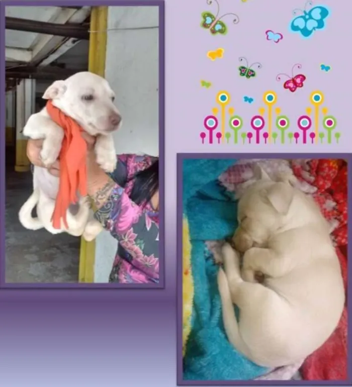 Cachorro ra a SRD idade Abaixo de 2 meses nome Filhotinha