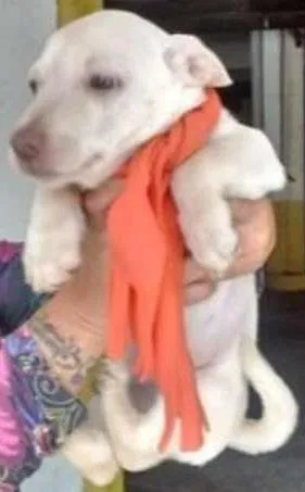 Cachorro ra a SRD idade Abaixo de 2 meses nome Filhotinha