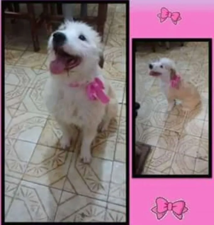 Cachorro ra a SRD idade 2 anos nome Jade