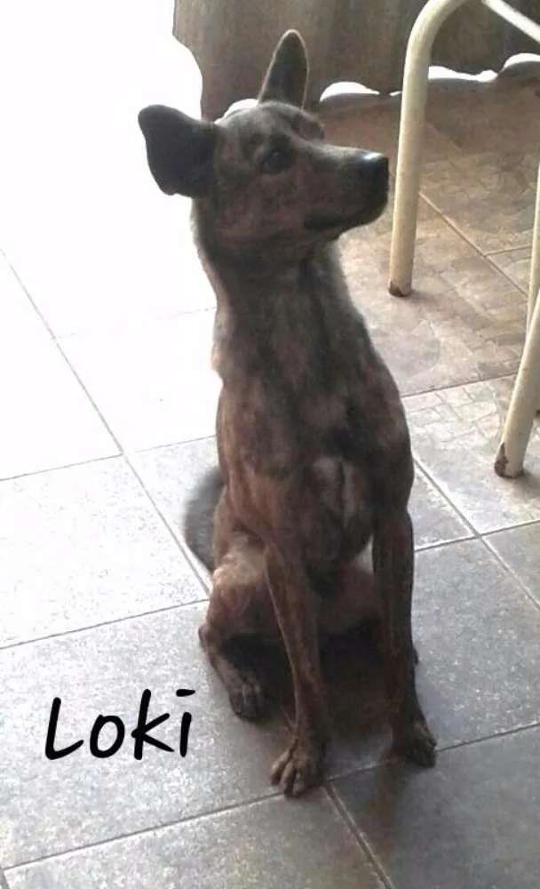 Cachorro ra a SRD idade 7 a 11 meses nome LOKI