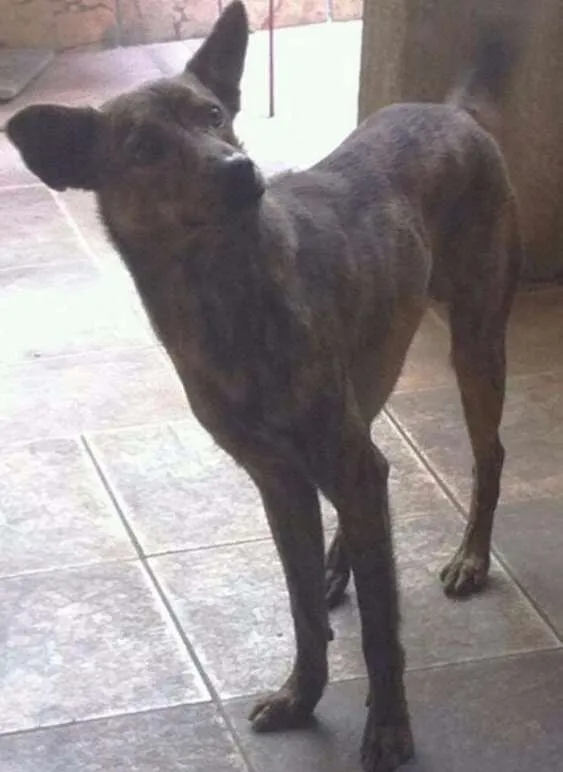 Cachorro ra a SRD idade 7 a 11 meses nome LOKI