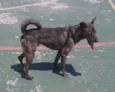 LOKI