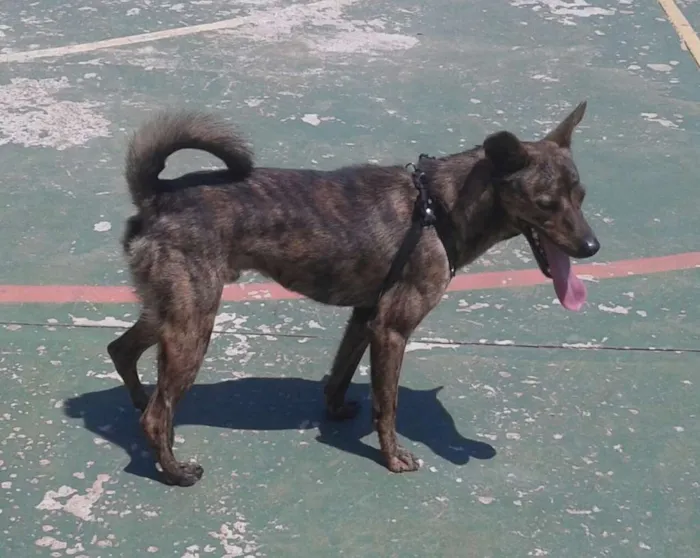 Cachorro ra a SRD idade 7 a 11 meses nome LOKI