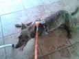 LOKI
