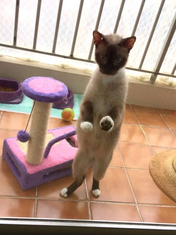 Gato ra a SRD idade 2 anos nome Malu