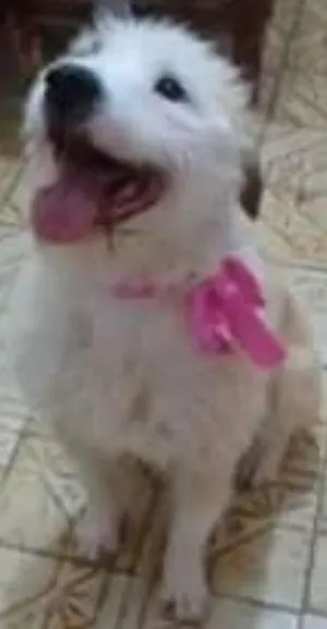 Cachorro raça SRD idade 2 anos nome Jade