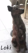 LOKI