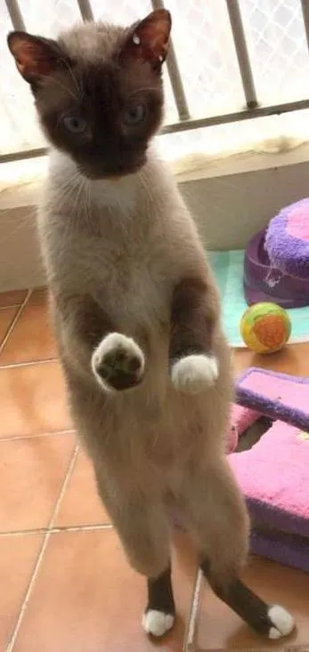 Gato ra a SRD idade 2 anos nome Malu